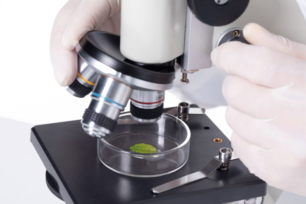 Closeup of a scientist examining leaves under a microscope.